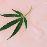 maconha folha