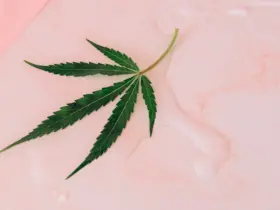 maconha folha