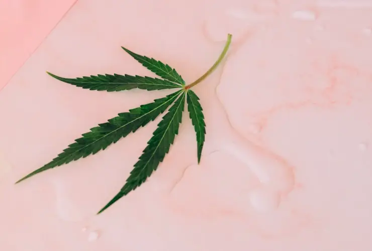 maconha folha
